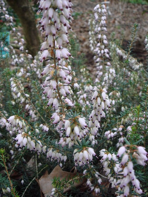 Erica x darleyensis 'Jenny Porter'